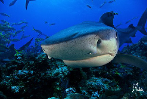On our last shark trip we visited a reef which I had neve... by Steven Anderson 